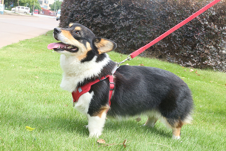 犬 ハーネス やわらか快適ハーネス