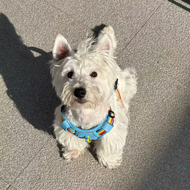 犬 ハーネス 彩虹ゆらり やさしいフィットハーネス