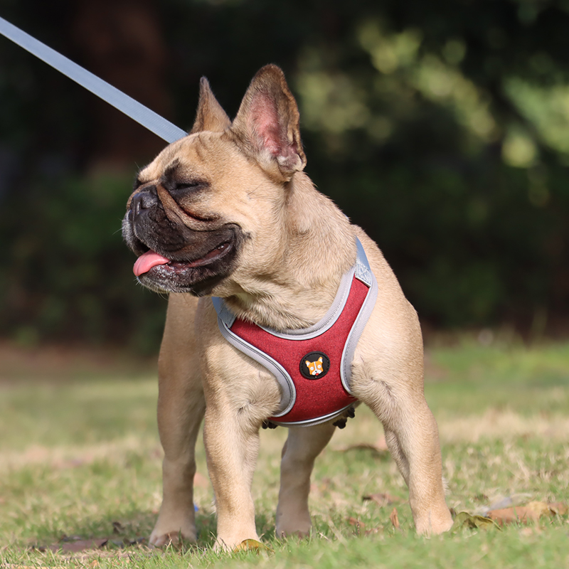犬 ハーネス フレンチブル用 やさしさハーネス