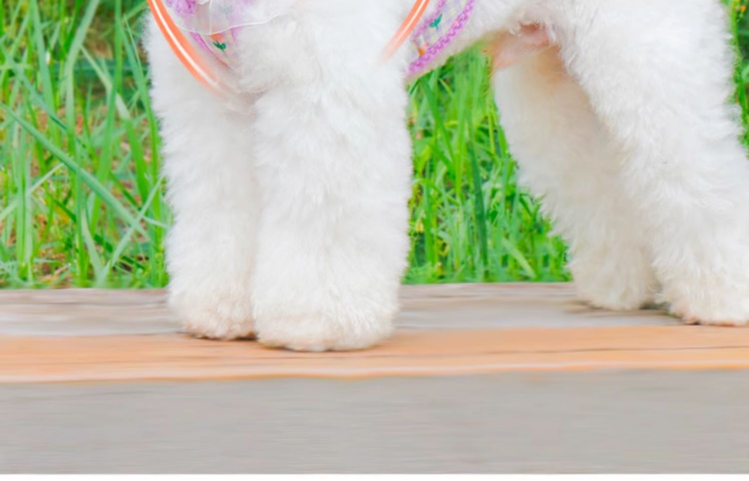 犬 ハーネス ふんわりレース花飾りハーネス