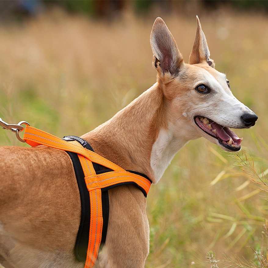 犬 ハーネス しなやかフィット ベーシックハーネス
