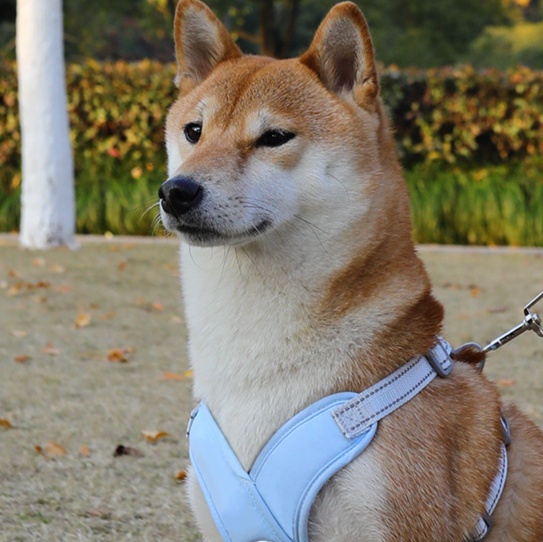 犬 ハーネス やさしい着け心地 ゆったりハーネス