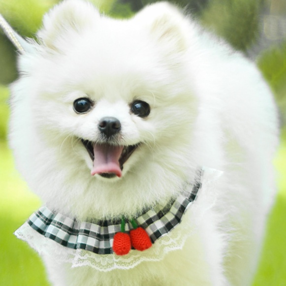 犬 ハーネス フリルレース付き お散歩首輪