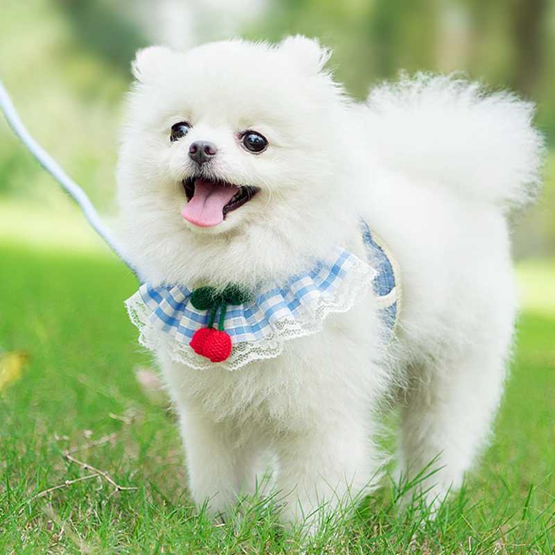 ポメラニアンのために選ぶべき！愛犬との絆を深めるハーネスおすすめ5選