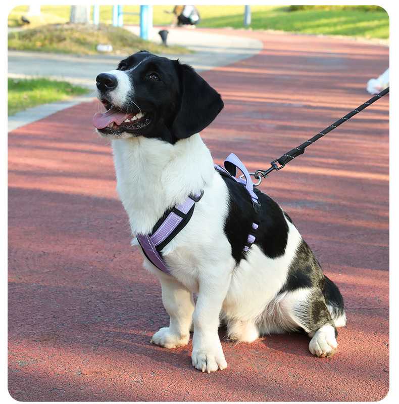 愛犬のお散歩をもっと楽しく快適に！犬用胴輪ハーネスおすすめ5選