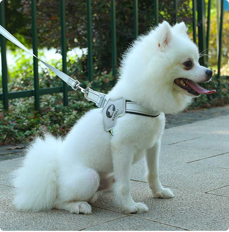 小型犬用ハーネスのおすすめ商品5選！愛犬が快適にお散歩できる首輪タイプも
