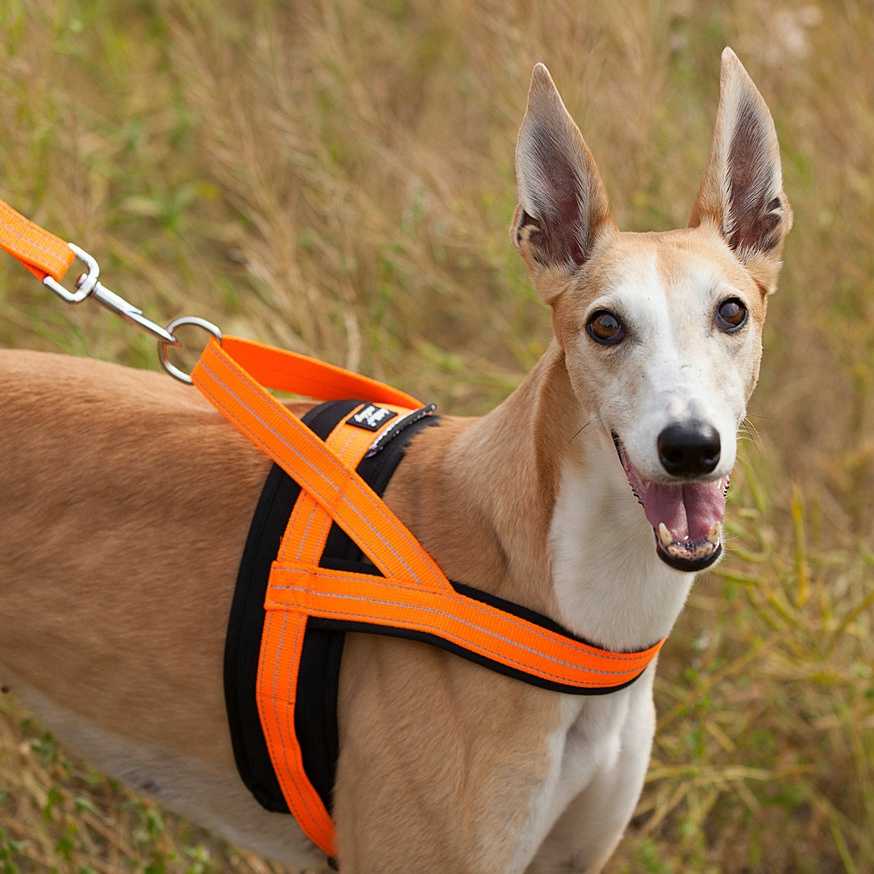 犬の中型ミリタリーハーネスおすすめ5選！快適な散歩と安全をサポートする人気商品