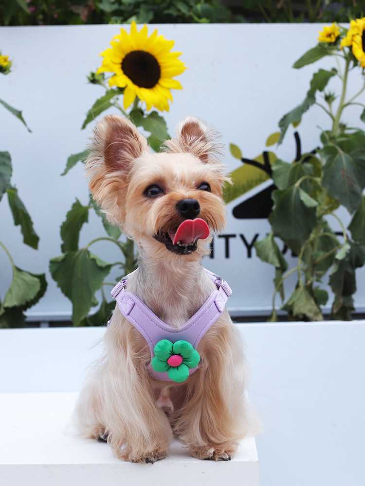 小型犬のハーネスがシンプルで使いやすくて散歩が楽しくなる5選