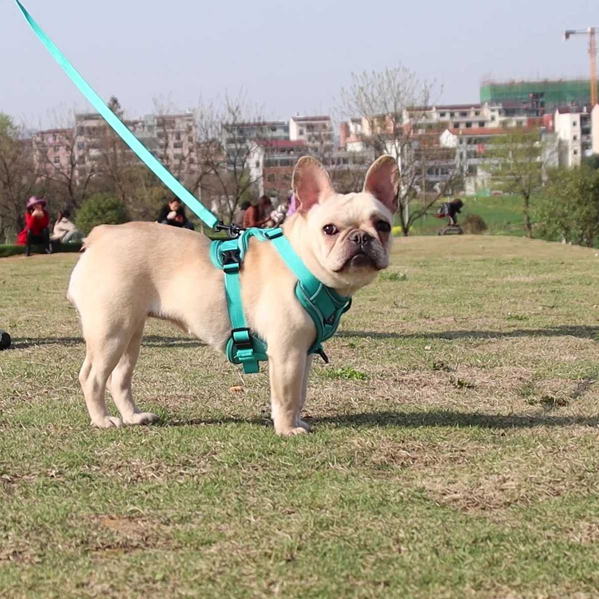 軽量ハーネスで毎日の愛犬のお散歩がもっと快適になるおすすめ5選