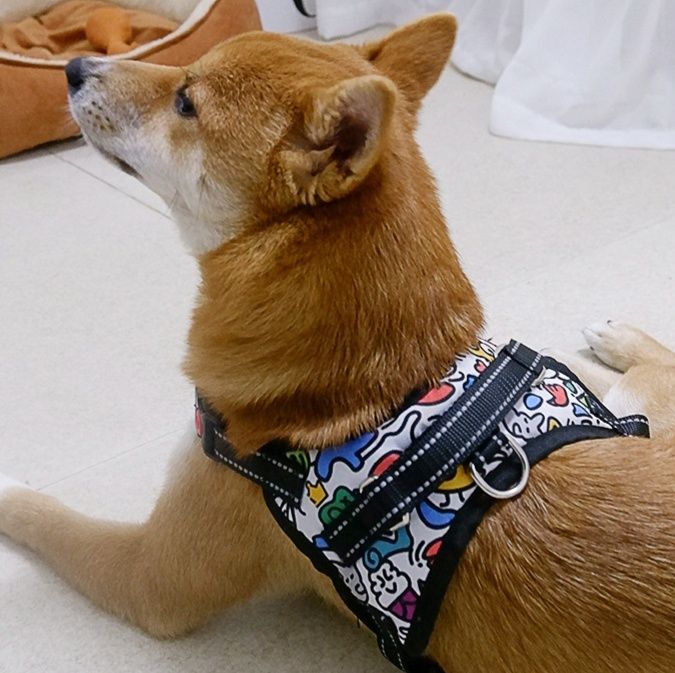 https://fulmo-img-server.com/wonderfulharness/1777612217213_bkdzduoi_37bjd7co.jpeg