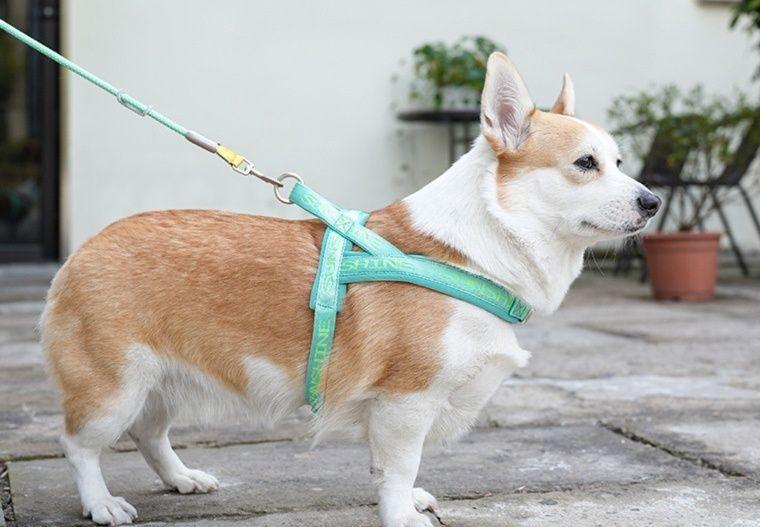 犬 ハーネス 便利な胴掛け式快適ハーネス
