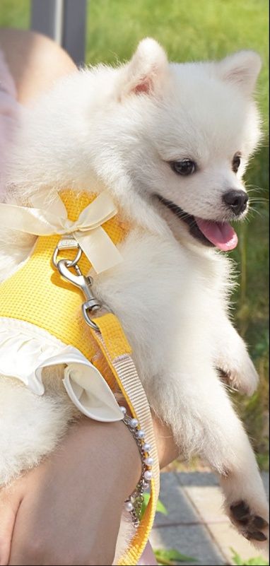 犬 ハーネス 小型犬用リボン付きメッシュ胴輪セット