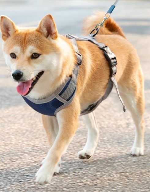 https://fulmo-img-server.com/wonderfulharness/1785991863997_wzi1ozag_wfmwtwnm.jpeg