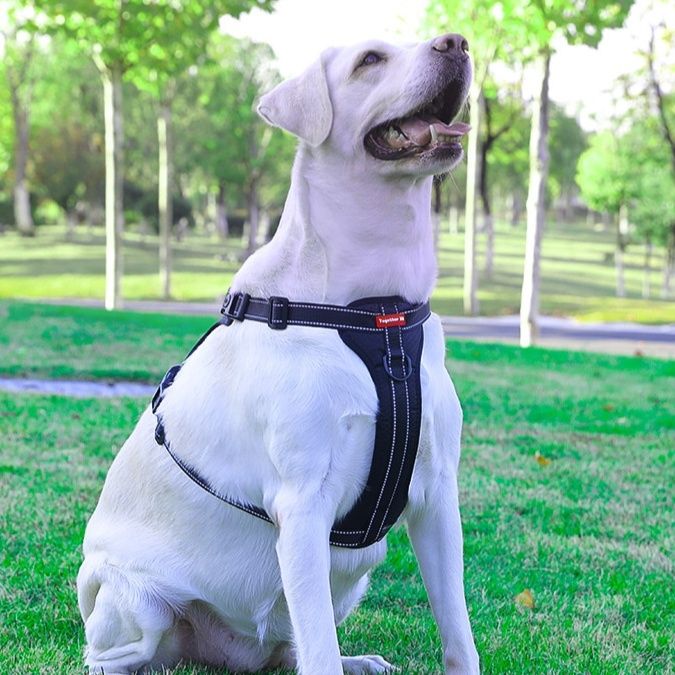 https://fulmo-img-server.com/wonderfulharness/1785994348143_ns9bksvx_h2whrdd5.jpeg