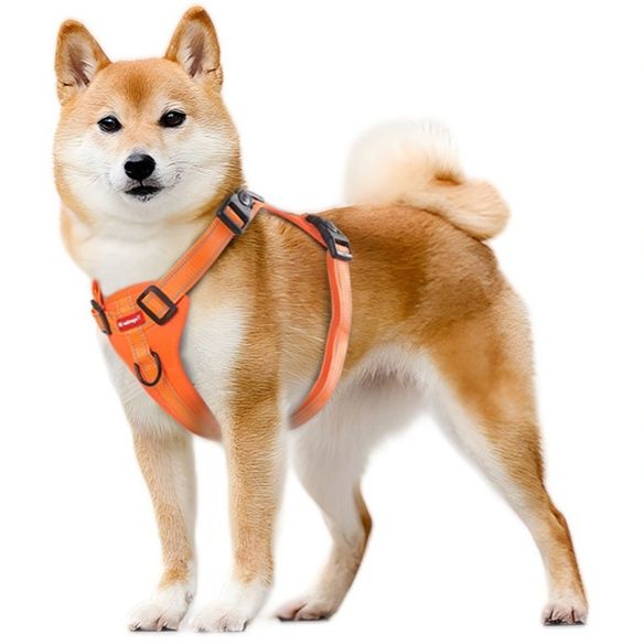 https://fulmo-img-server.com/wonderfulharness/1785994385958_m52a7ywo_i7l3pntp.jpeg