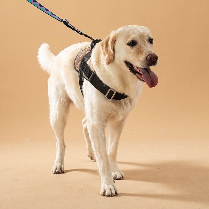 https://fulmo-img-server.com/wonderfulharness/1785994907544_lf3rgd8e_u7xgr6j4.jpeg