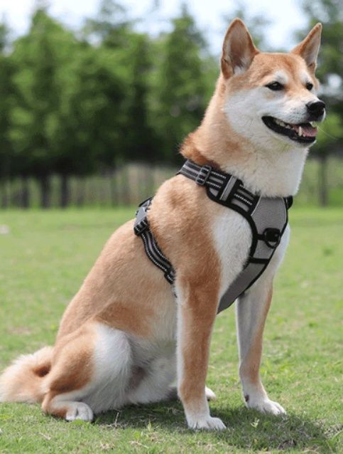 https://fulmo-img-server.com/wonderfulharness/1786153513311_yqpojfgo_wuul1nn3.jpeg