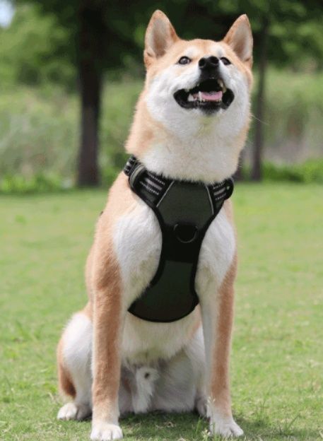 https://fulmo-img-server.com/wonderfulharness/1786153535855_d42pftye_l4yojgtv.jpeg