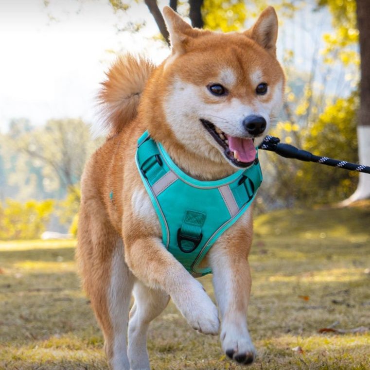 https://fulmo-img-server.com/wonderfulharness/1786155615952_j3vt0fhi_9a9rbv9i.jpeg