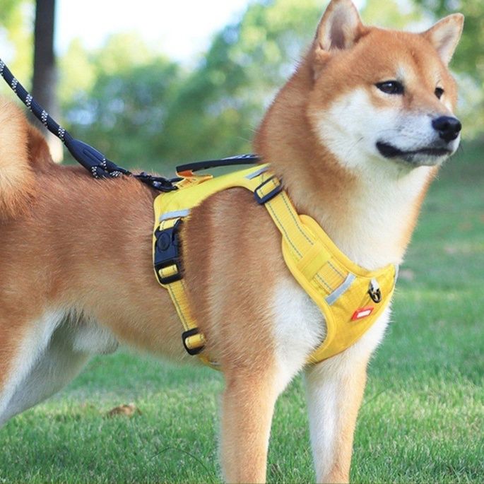 https://fulmo-img-server.com/wonderfulharness/1786156977472_it5i0ybh_z5ttnuom.jpeg