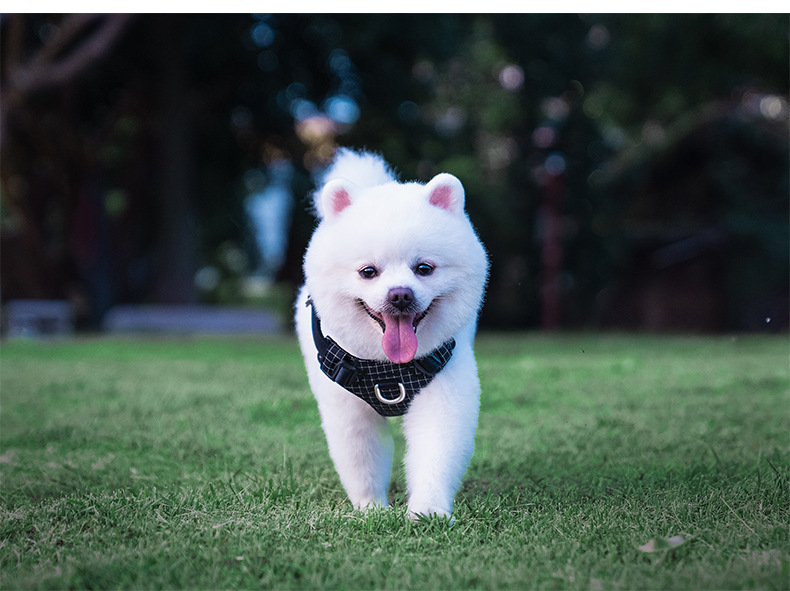 犬 ハーネス 安心快適 やさしいフィット ハーネス