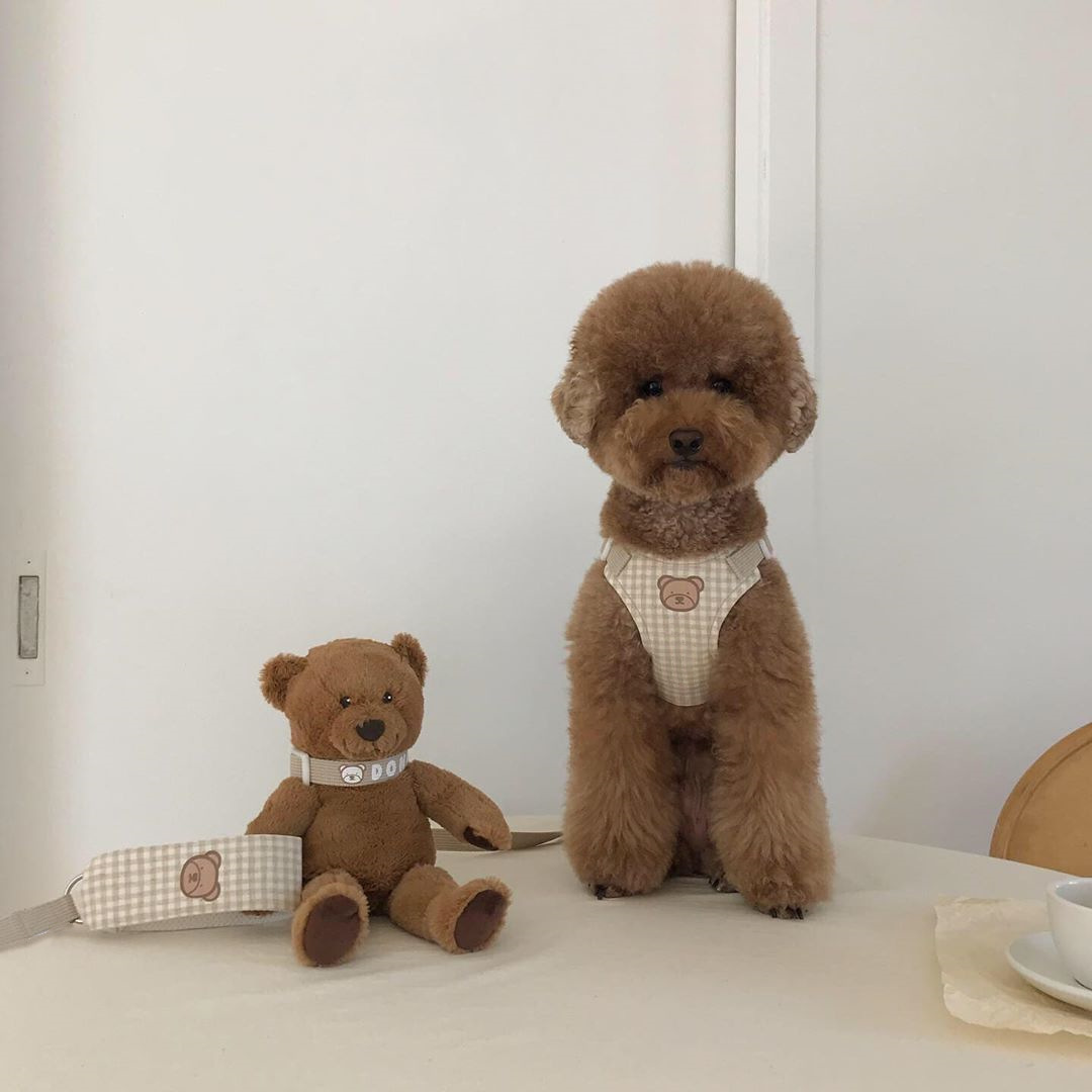 犬 ハーネス くまさんのやすらぎハーネス