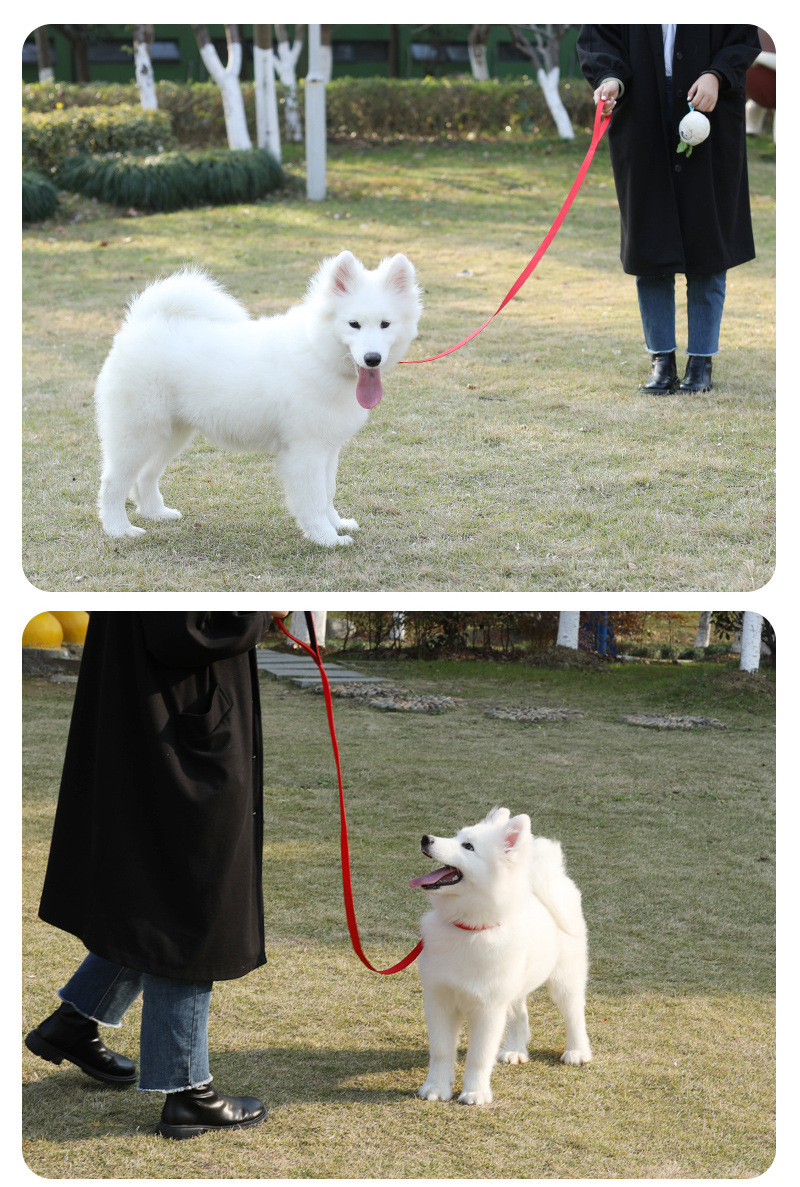 犬 ハーネス ソフトタッチ シンパシーリード