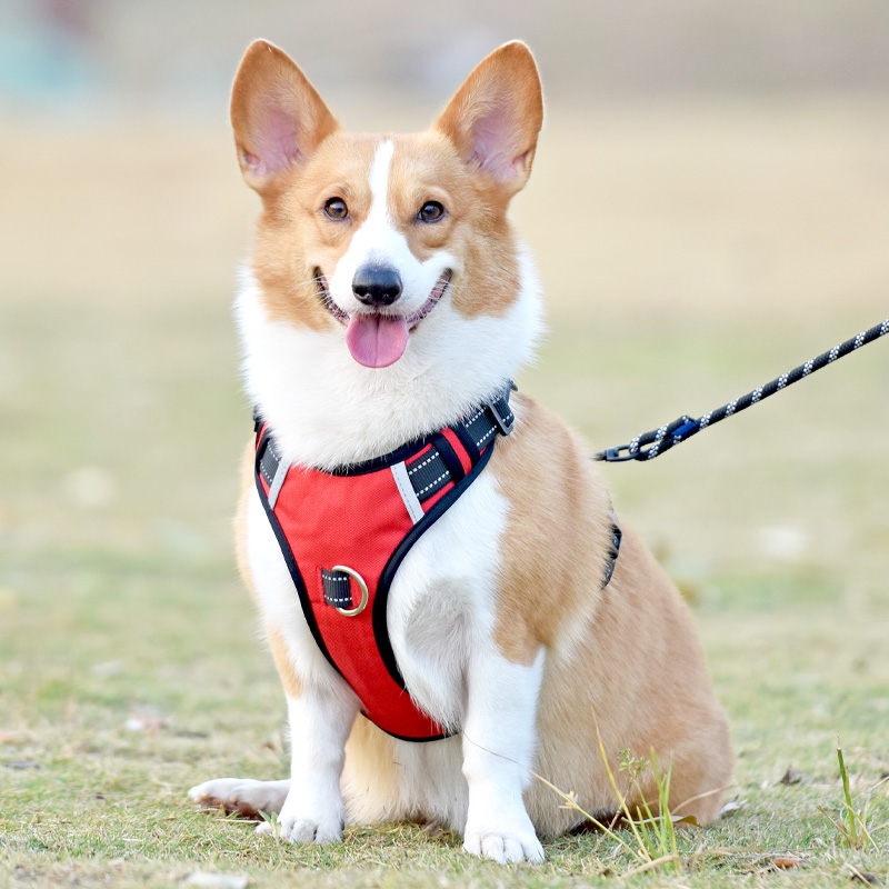 犬 ハーネス シームレス快適ハーネス