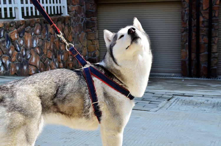 犬 ハーネス スムースウェアハーネス