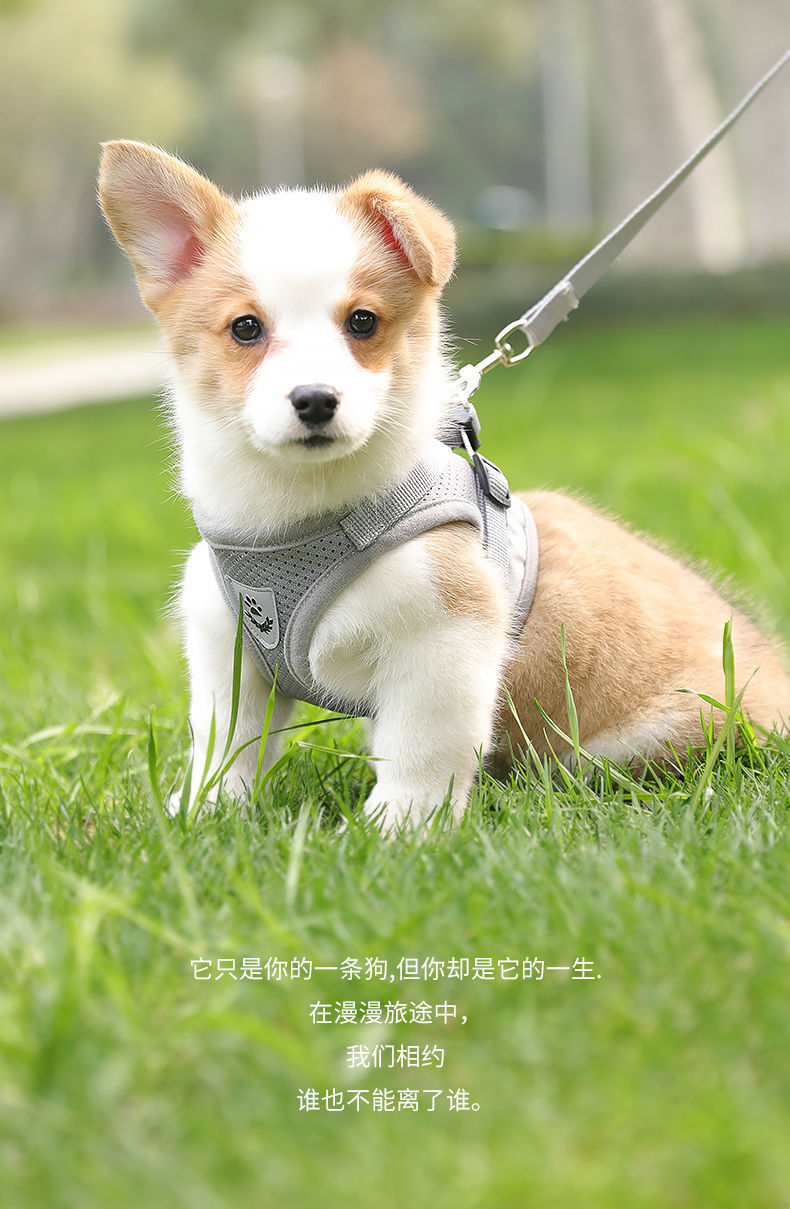 犬 ハーネス やさしい呼吸メッシュハーネス