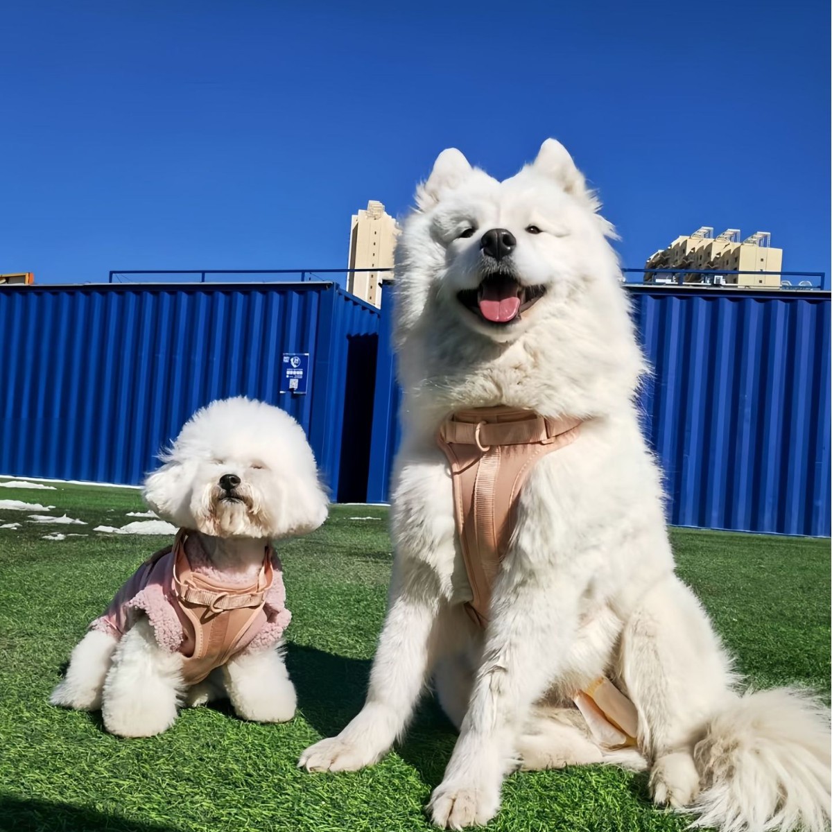 犬 ハーネス やさしさ包む 四季のハーネス