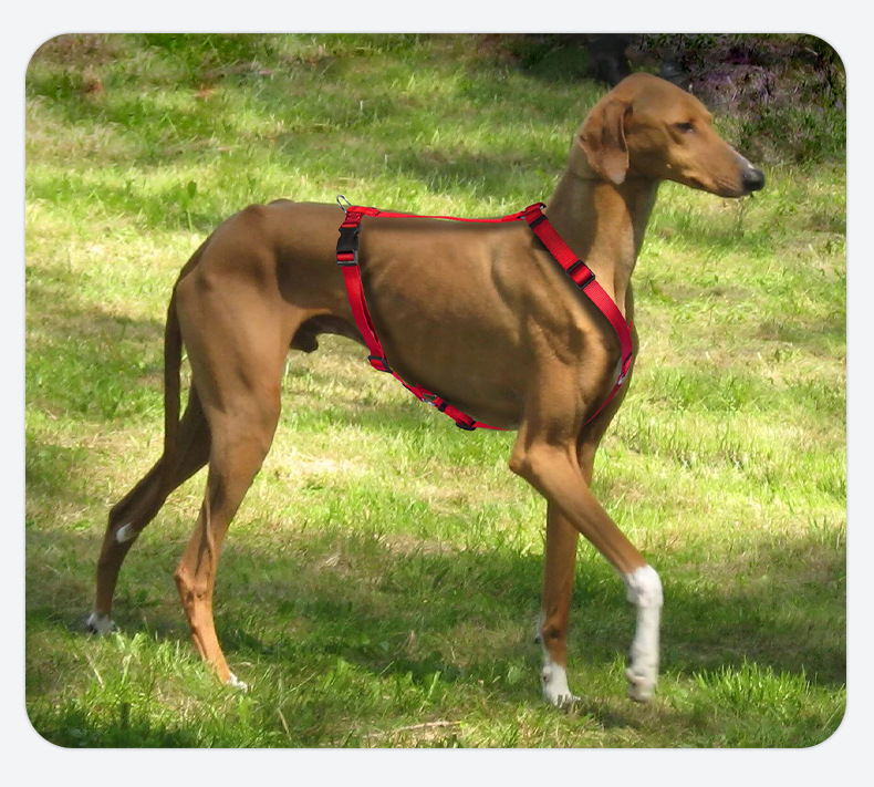 犬 ハーネス シンプル美ライン 軽やかハーネス
