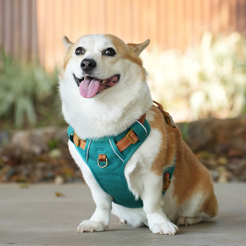 犬 ハーネス やさしさ包む ふんわりメッシュハーネス