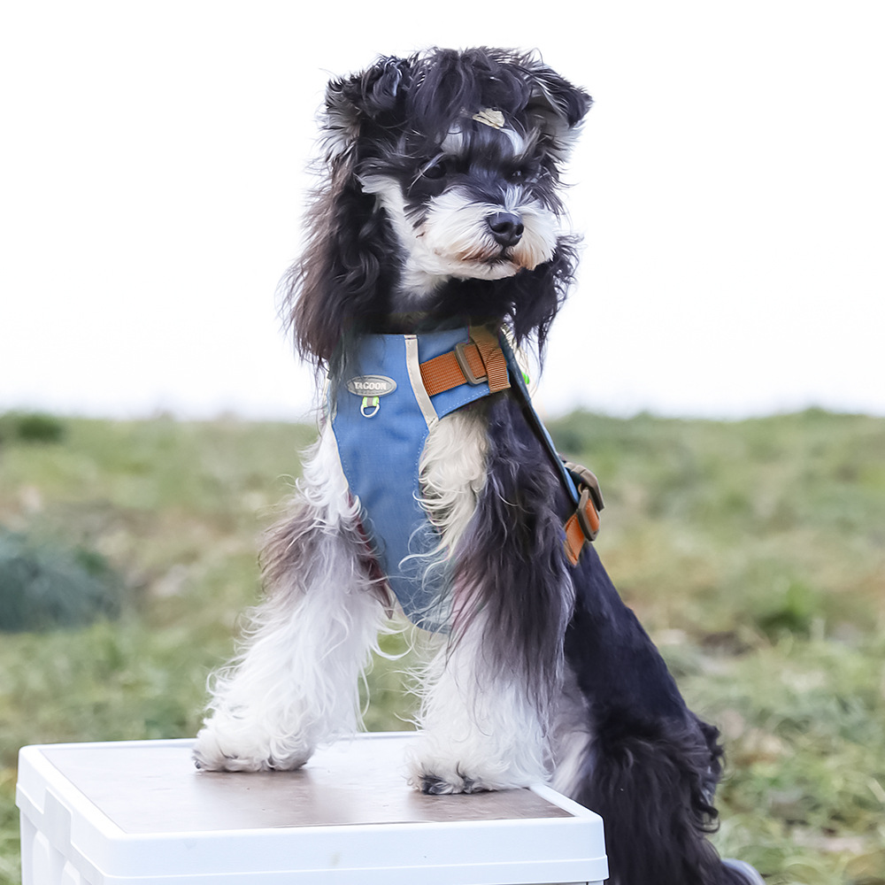 犬 ハーネス やわらか仕立て 職人ハーネス