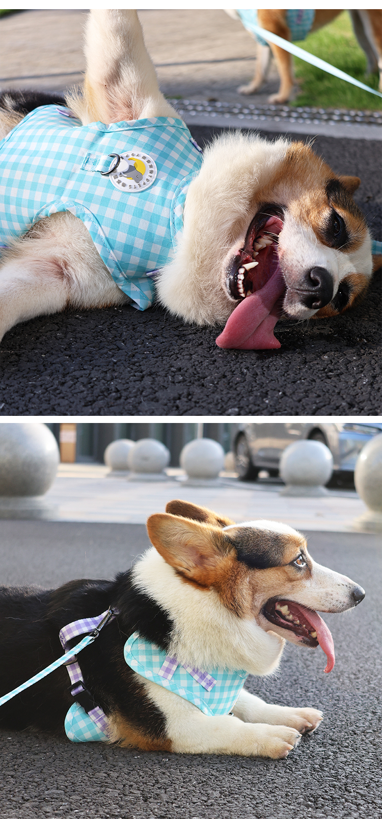 犬 ハーネス 格子柄パピーハーネスセット