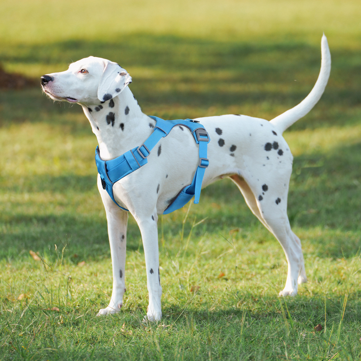 犬 ハーネス 職人の誇り ベーシックハーネス