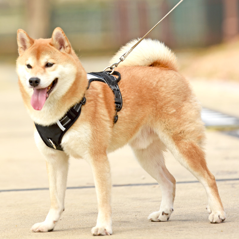 犬 ハーネス シンプル フィット ハーネス