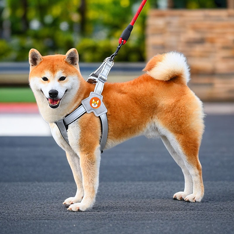 大型犬とのお散歩がもっと楽に！おすすめの犬ハーネス5選