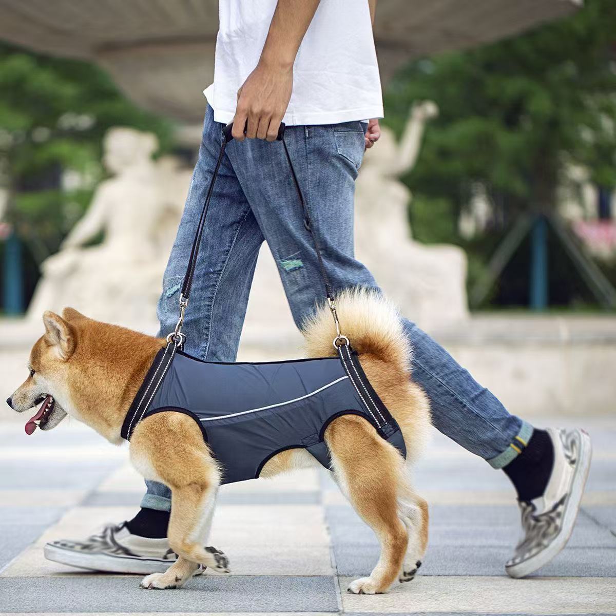 老犬