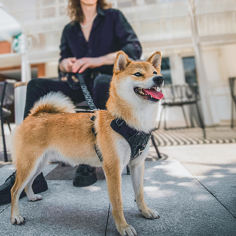 犬 ハーネス 幾何学模様キラリハーネス