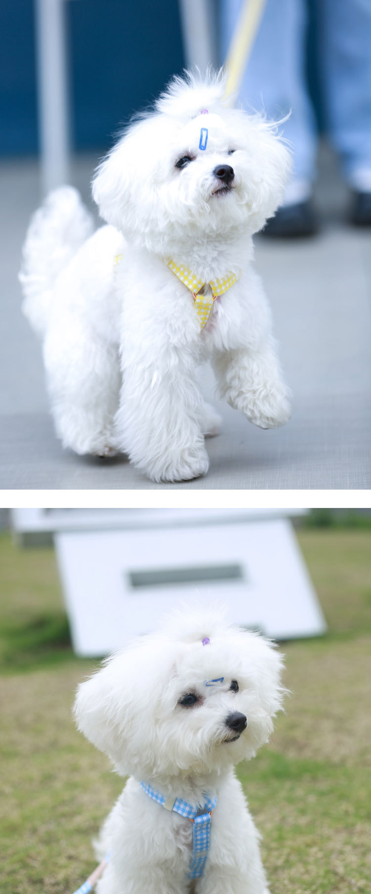 犬 ハーネス シャルロット チェック柄ハーネス
