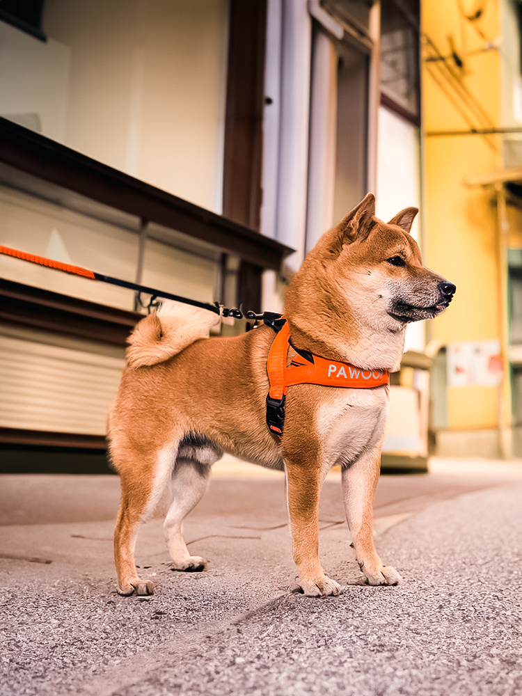 犬 ハーネス 優美な曲線美 軽量ハーネス