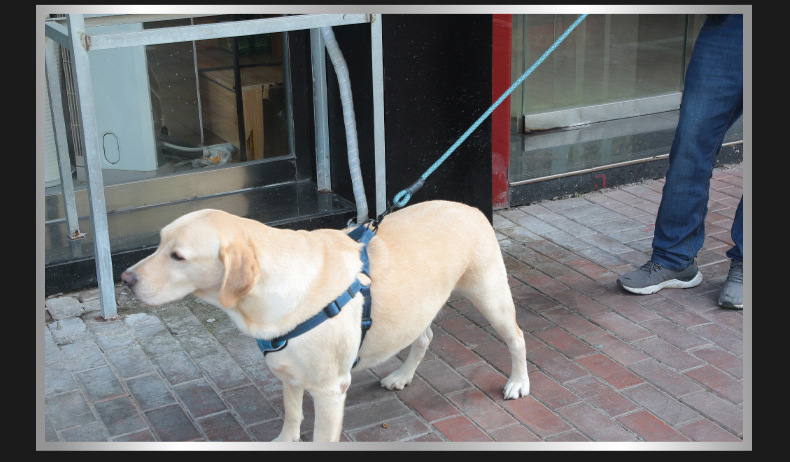 犬 ハーネス やさしさ結束 のびのびハーネス