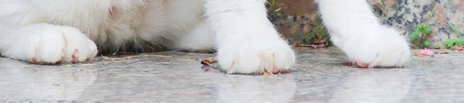 犬 ハーネス ふんわりレース花飾りハーネス