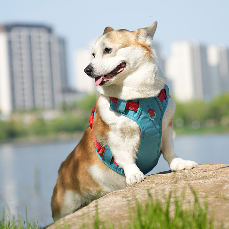 犬 ハーネス やさしさ包む ふんわりメッシュハーネス