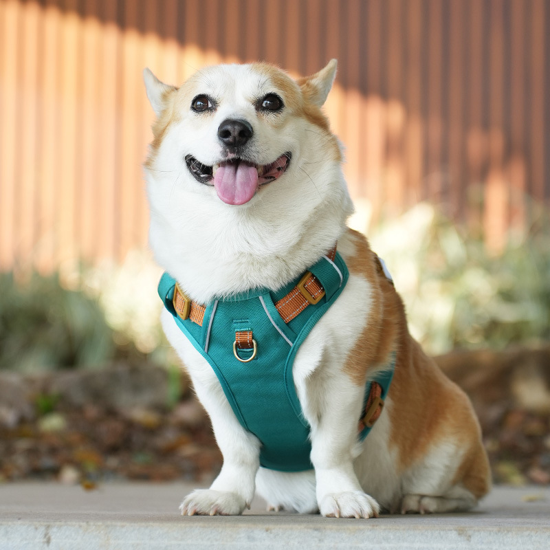 犬 ハーネス やさしさ包む ふんわりメッシュハーネス