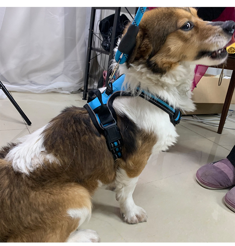 犬 ハーネス ソフトフィットアクティブハーネス