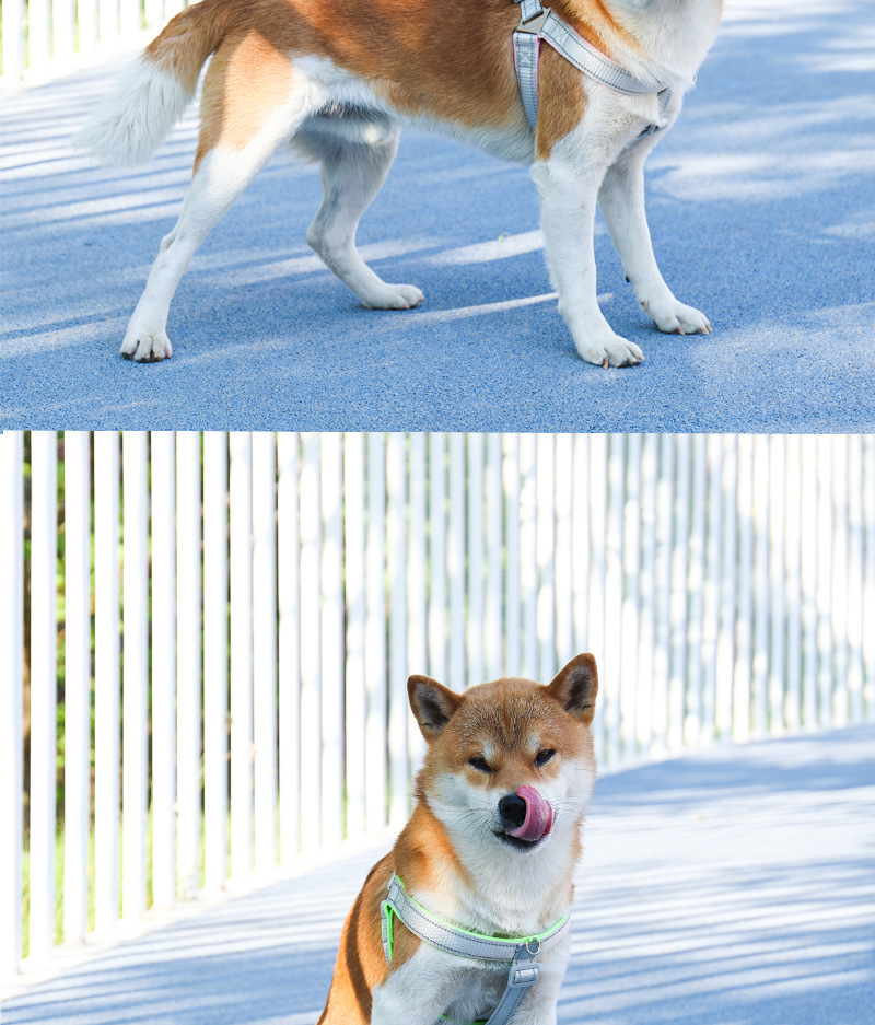 犬 ハーネス やわらか快適 シンプルメッシュハーネス