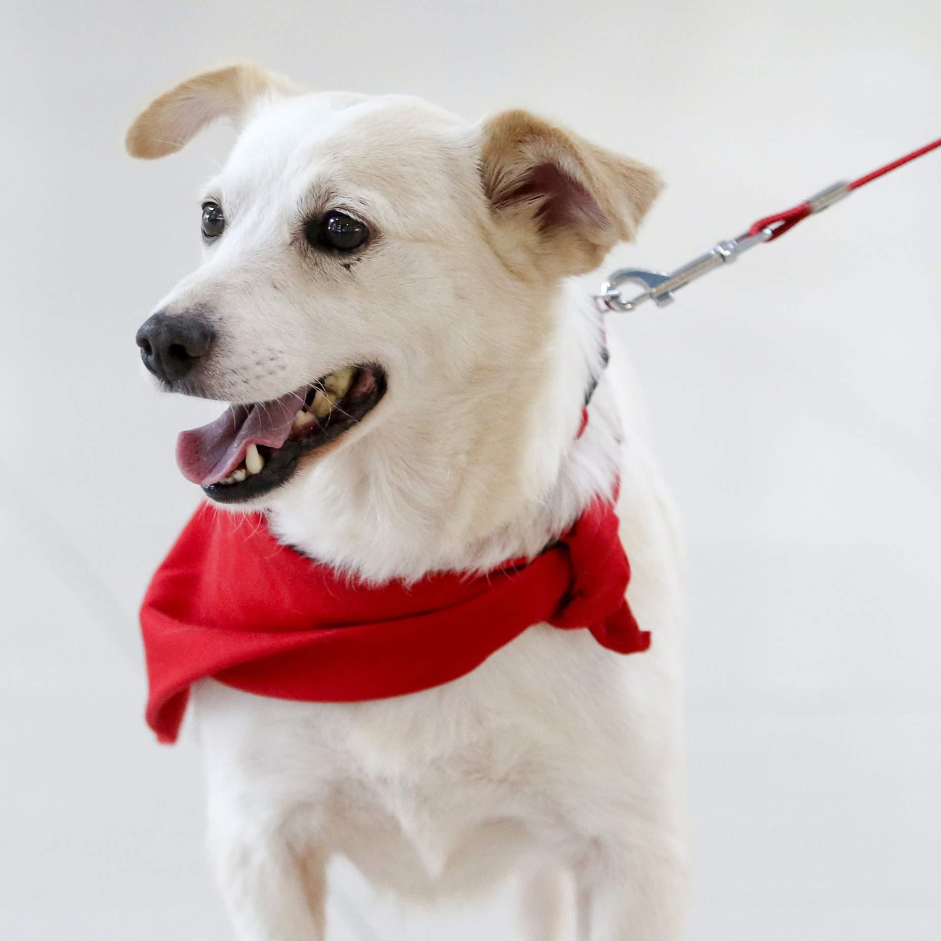 犬 ハーネス アウトドア安全補助ハーネス
