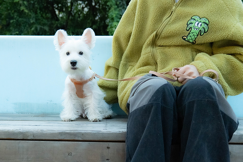 犬 ハーネス 上質なめし革のやさしいハーネス
